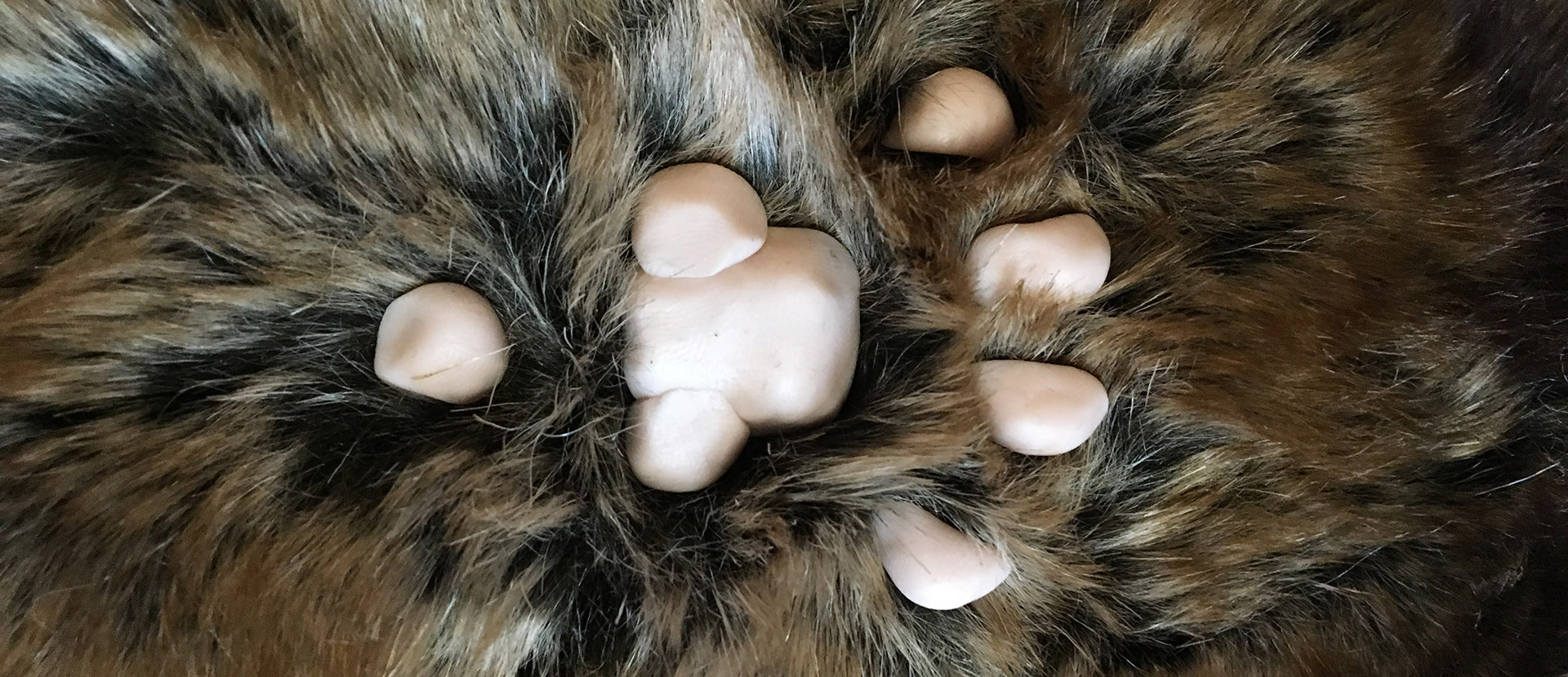 Picture of cat paw and fur made by Lucy Marshall