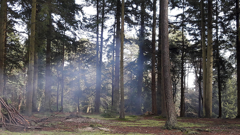 Trees in the New Forest