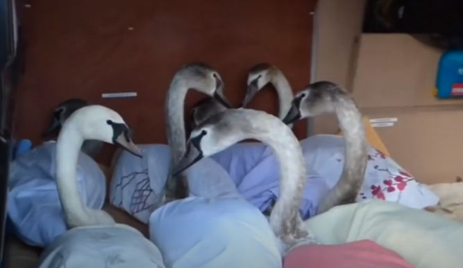 Image shows a still from the film Wildlife Rescue