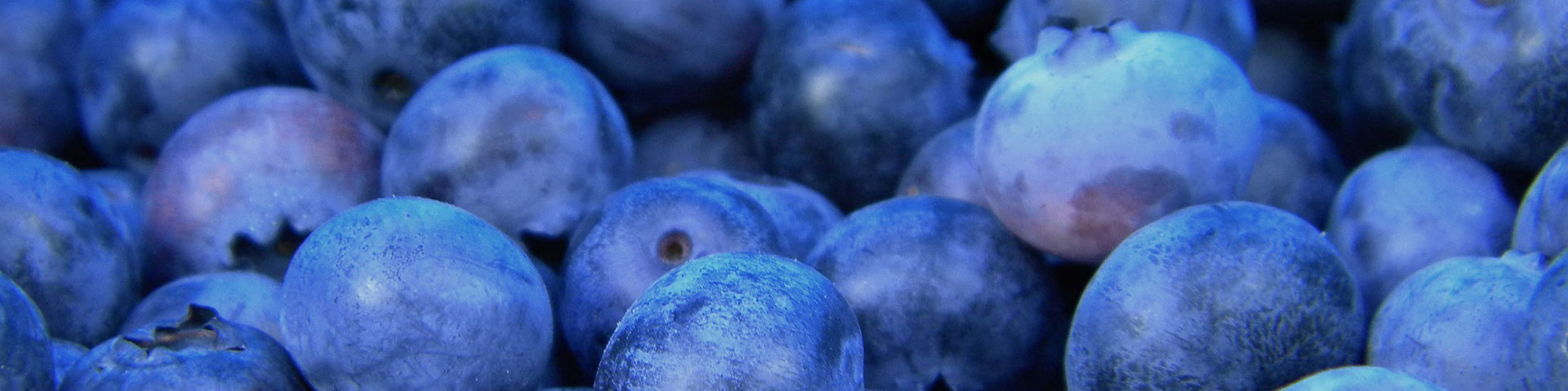 A picture of blueberries close up.