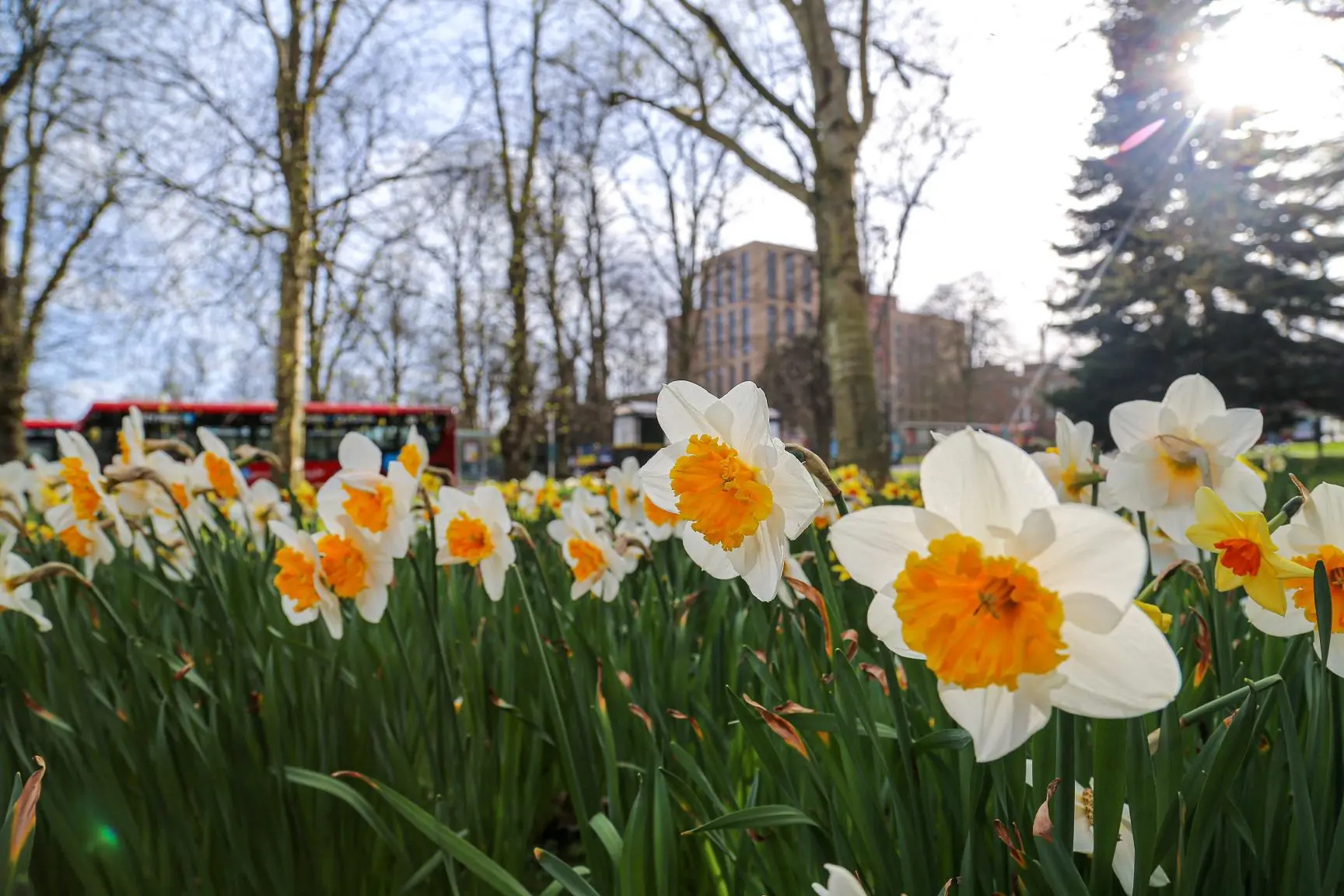 Image of Daffodils in Southampton park