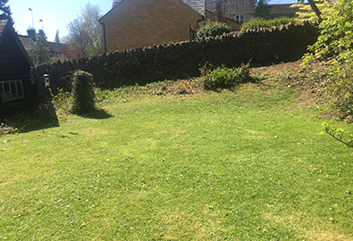 Grass and a hedge