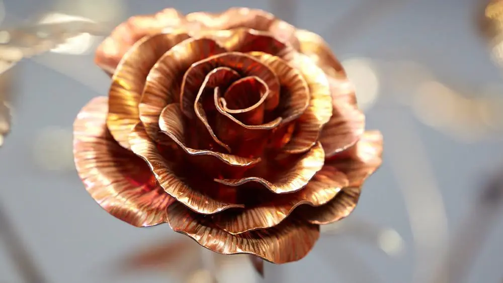 Close up of copper rose