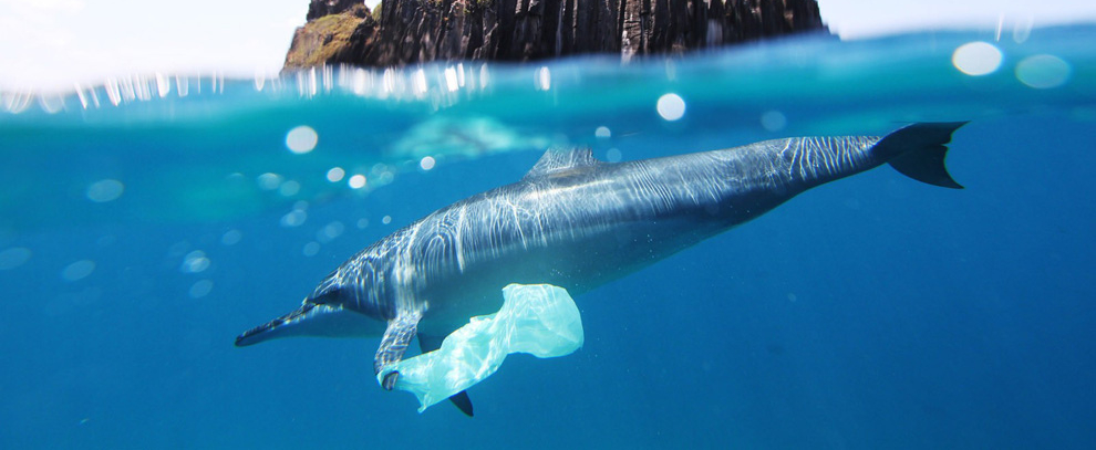Dolphin with plastic bag. Attribution: Jedimentat44, https://www.flickr.com/photos/jedimentat/7576773812; cropped to letterbox; https://creativecommons.org/licenses/by/2.0/