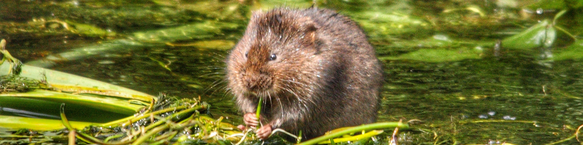 A water vole at our Timsbury Lake site