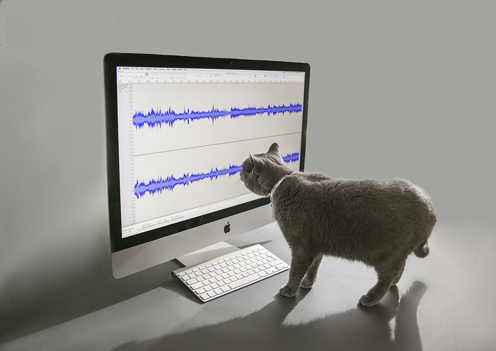 A cat looking at soundwaves on a screen