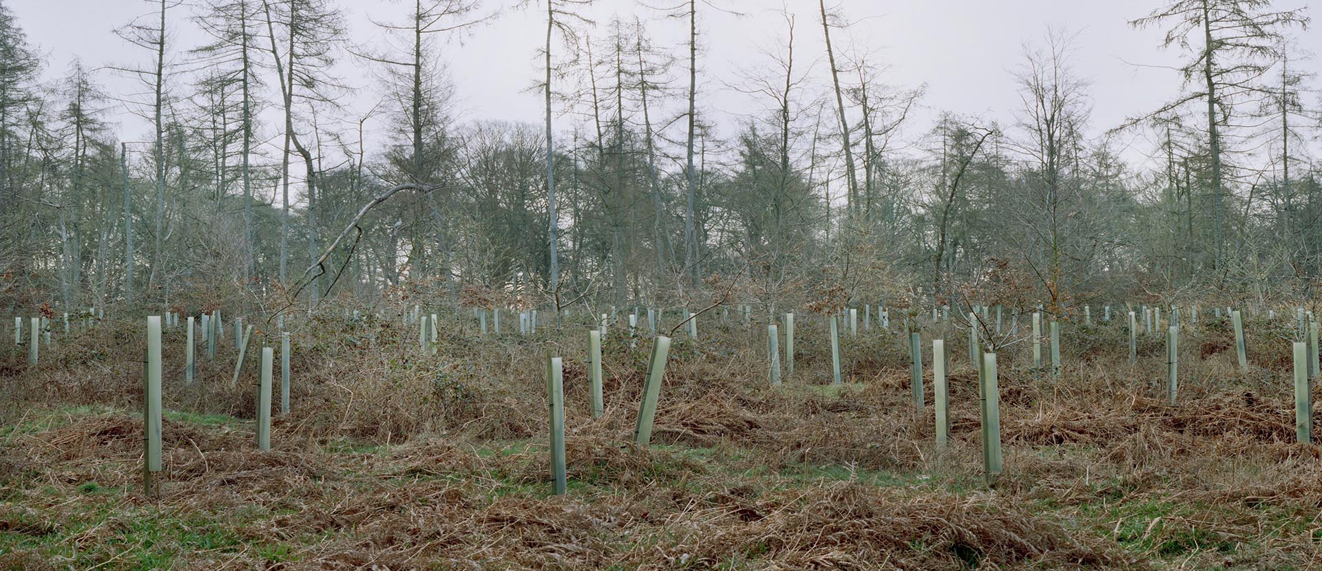 Trees in the woods