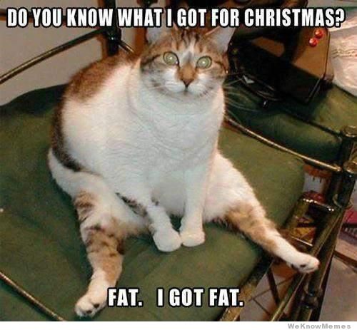 Fat cat