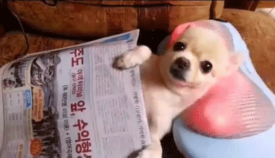 Chihuahua getting a massage