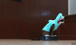 Cat on a roomba