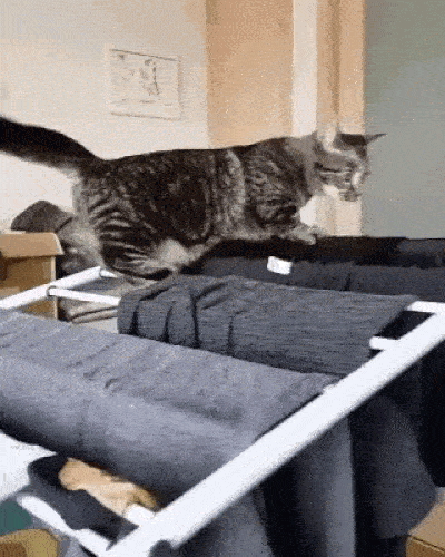 Cat falling off a clothes horse
