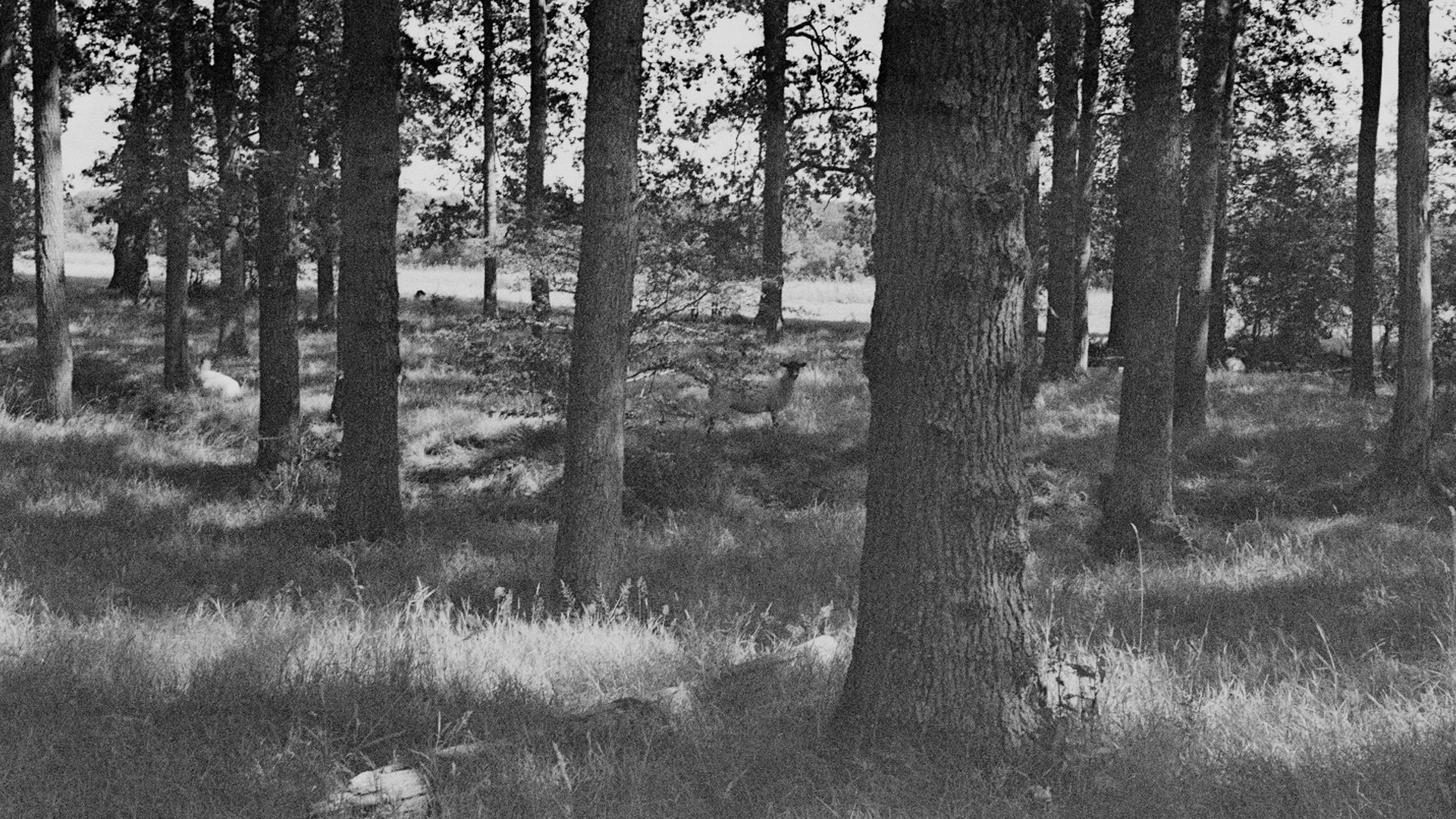 black and white woods