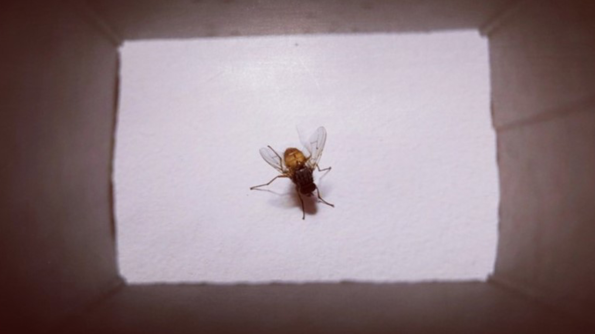 A fly in a cardboard box