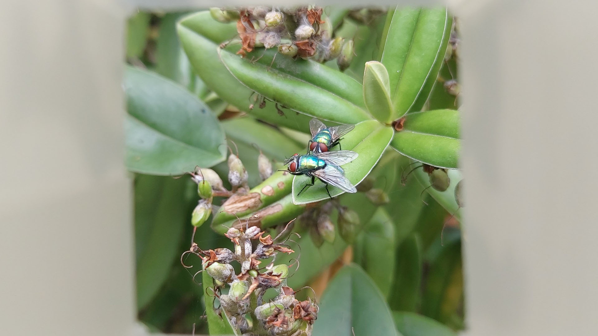 Two flies on a leaf