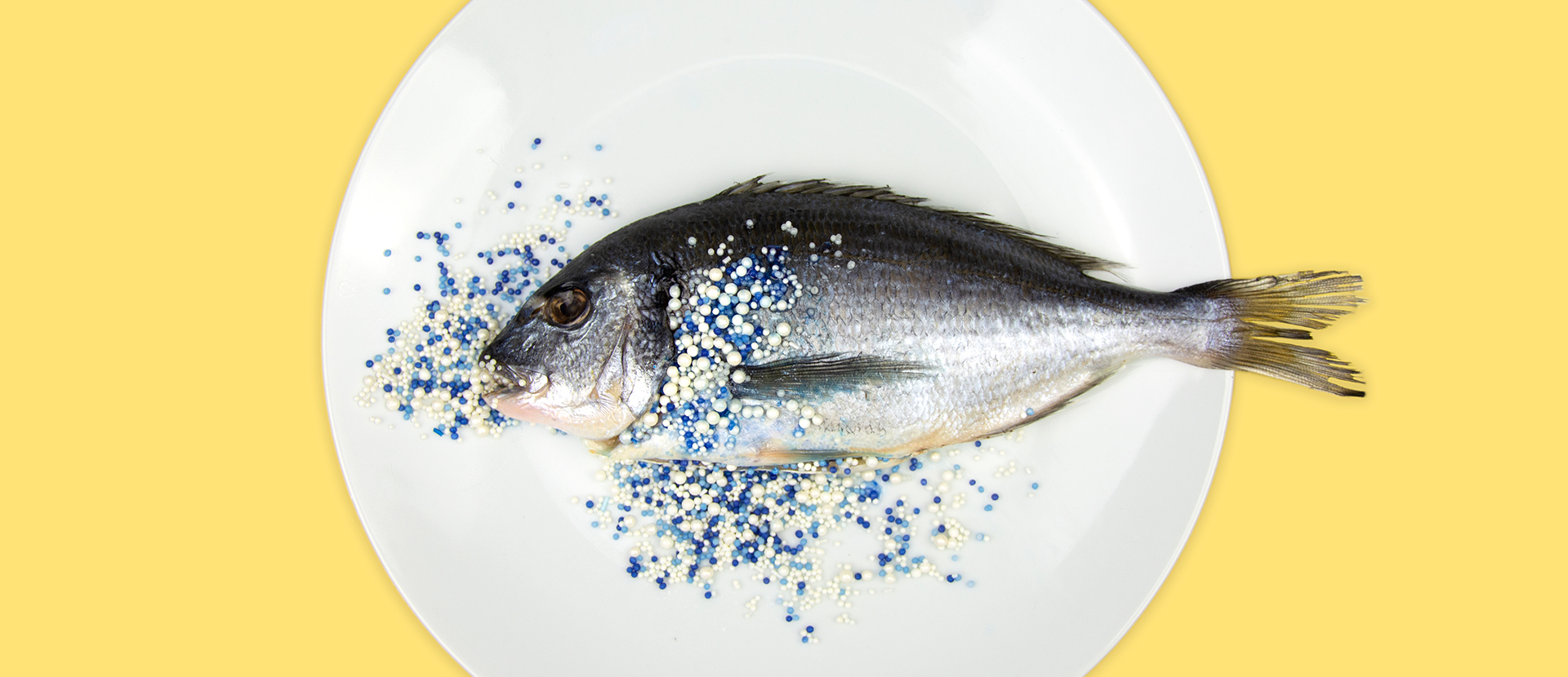 Image shows fish on a plate with micro plastics, on a yellow background