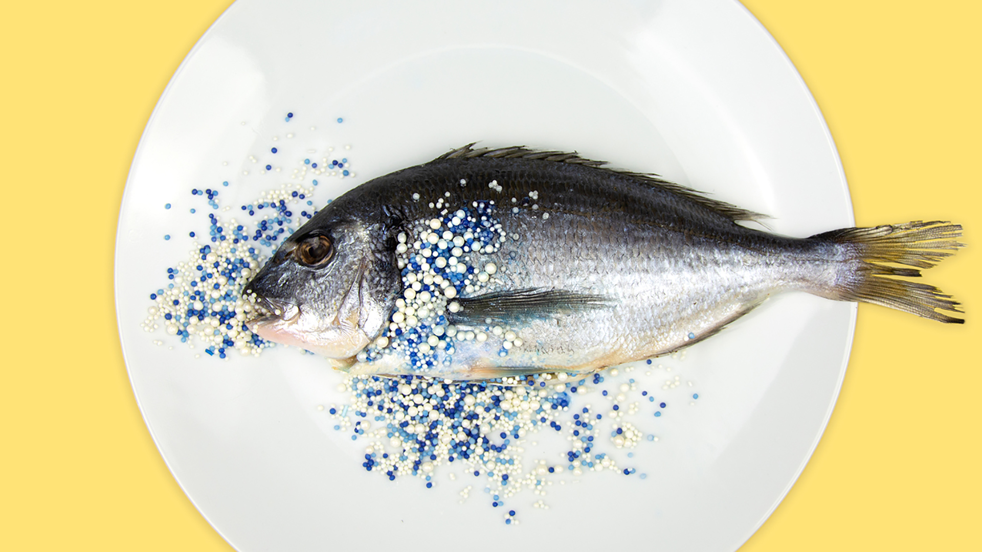Image shows fish on a plate with micro plastics poured over, on yellow background. 