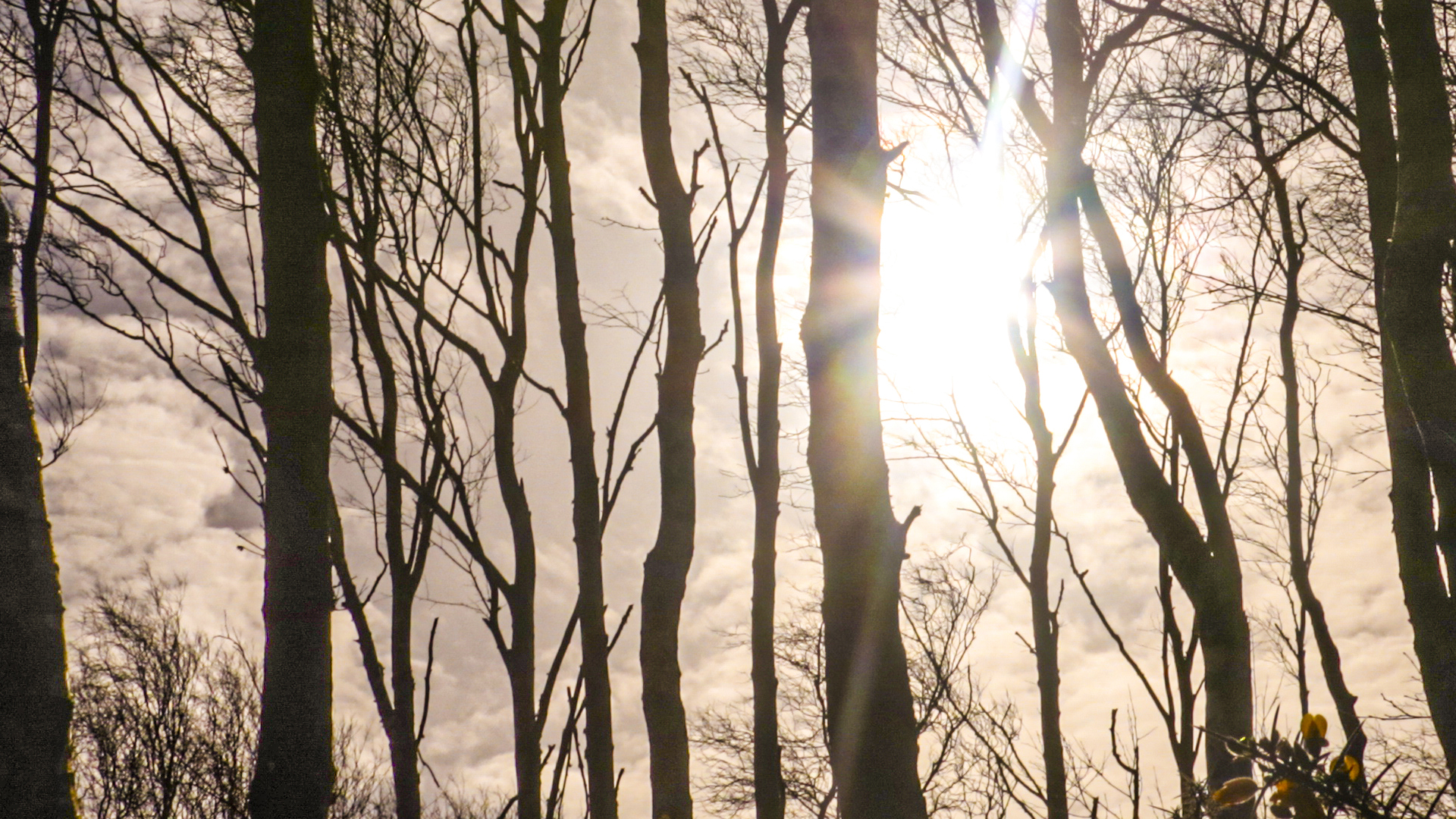 Image shows tree with sunshine shining through