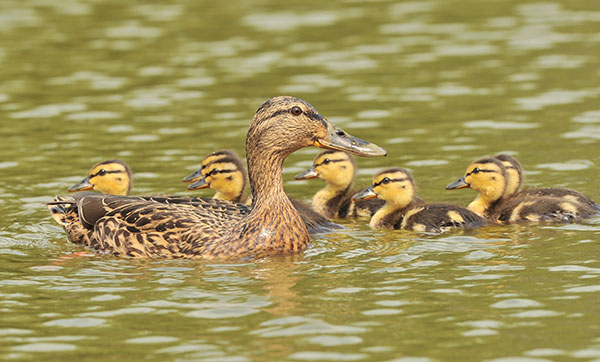 a family of ducks on Timsbury Lake
