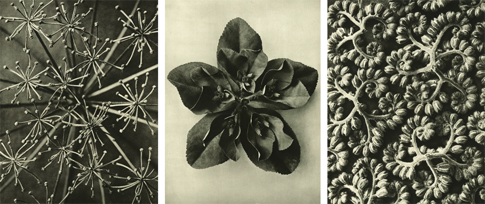 karl-blossfeldt-art-forms-in-nature