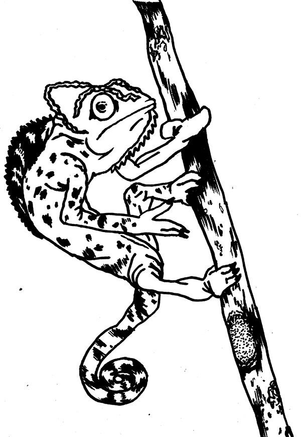Black and white illustration by Olivia Twist of a lizard on a branch